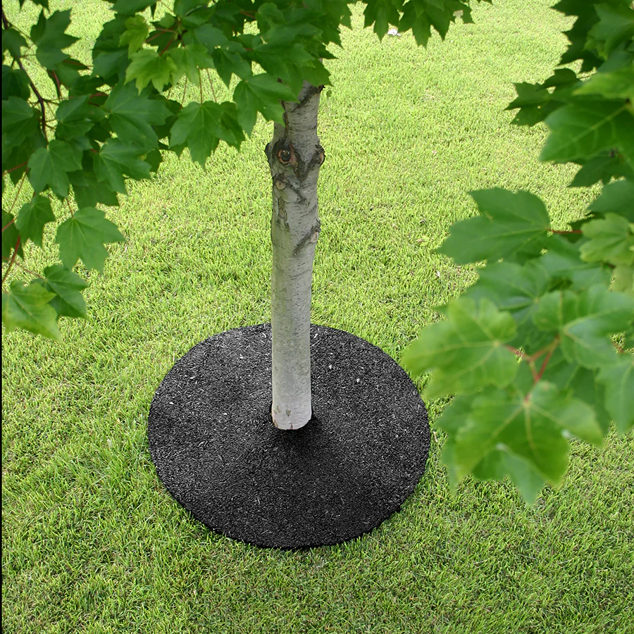 24" Rubber Tree Ring - Image 4